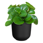 jazz round 16cm living black